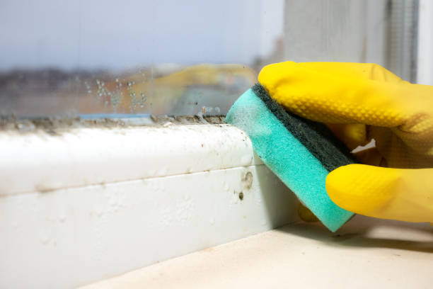 Best Residential Mold Remediation in Henderson, KY